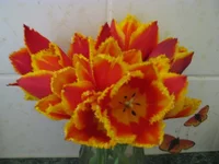 IMG_1907.webp
