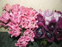 IMG_1912.webp