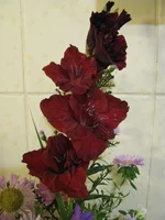 IMG_2641.webp