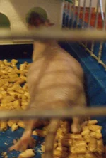  021.webp