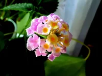 Лантаны шиповатойLantana camara (сорт Fabiola) ароматная.jpg