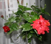 гибик 003.jpg