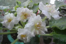 Sunkissed Rose2_thumb.webp