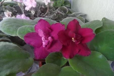 -Бой быков_thumb.webp