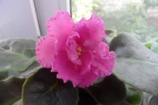 -Розовая гвоздика1_thumb.webp