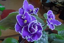 -прекрасная креолка_thumb.webp