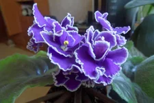 -прекрасная креолка1_thumb.webp