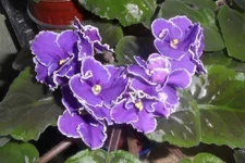 -прекрасная креолка3_thumb.webp