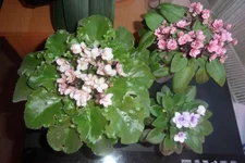 Emerald Pink и Chanta Iana,Rob's Penny Ante_thumb.webp