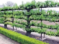 espalier-tree.webp
