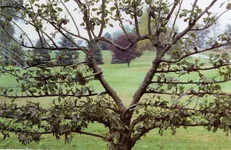 heart%20espalier%20001.webp