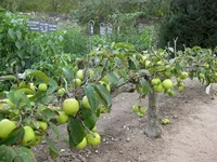 chenonceau_apple_espalier_600x.webp