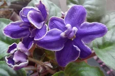 -седой океан1_thumb.webp