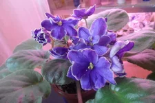 -седой океан2_thumb.webp