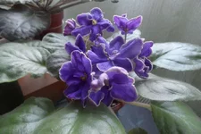 -седой океан3_thumb.webp