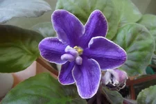 -седой океан_thumb.webp