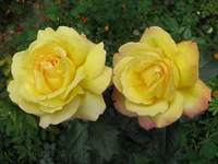 IMG_20131.webp