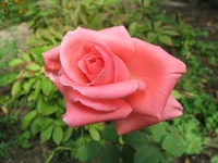 IMG_20181.webp