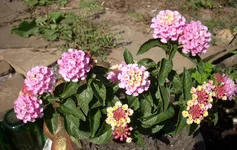 .webp