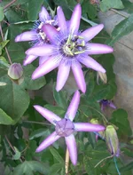 .webp