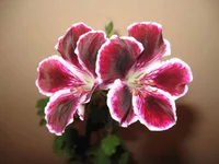 .webp