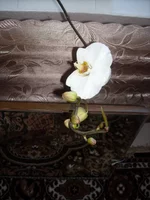 DSCN0087.webp