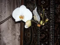 DSCN2073.webp