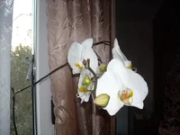 DSCN2096.webp