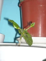 DSCN2078.JPG