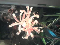 .webp
