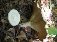 P9251560.webp