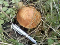 PIC-0067.jpg