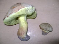 DSC08742.jpg