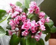 Chanta Iana_thumb.webp