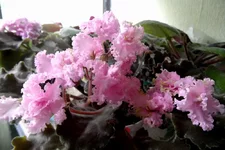 Ancient LaceSAM_4576_thumb.webp