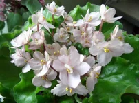 Emerald Pink_thumb.webp