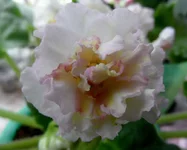 Sunkissed RoseSAM_4601_thumb.webp