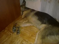 5-6мес.webp