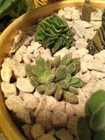 crassula.jpg