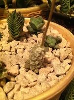 crassula 1.jpg