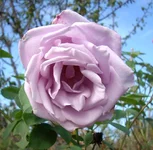 .webp