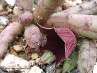 Huernia aspera Blüte seitlich Tanz_Iringa.webp