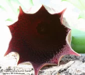 Huernia keniensis var nairobiensis 002.webp