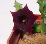 Huernia_aspera.JPG