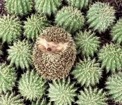 61_animal.webp