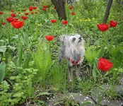 0001улька.webp