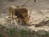 Lovi1s.webp