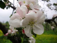 P501006911.webp
