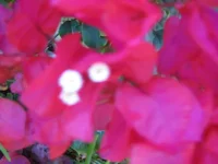 IMG_2989.jpg