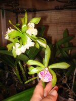 IMG_1105.jpg